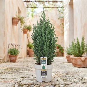 Stricta Juniper (Juniperus chinensis) – 19cm Pot