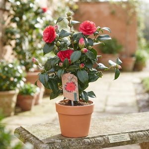 Camellia japonica ‘Mary Williams’ – 13cm Pot