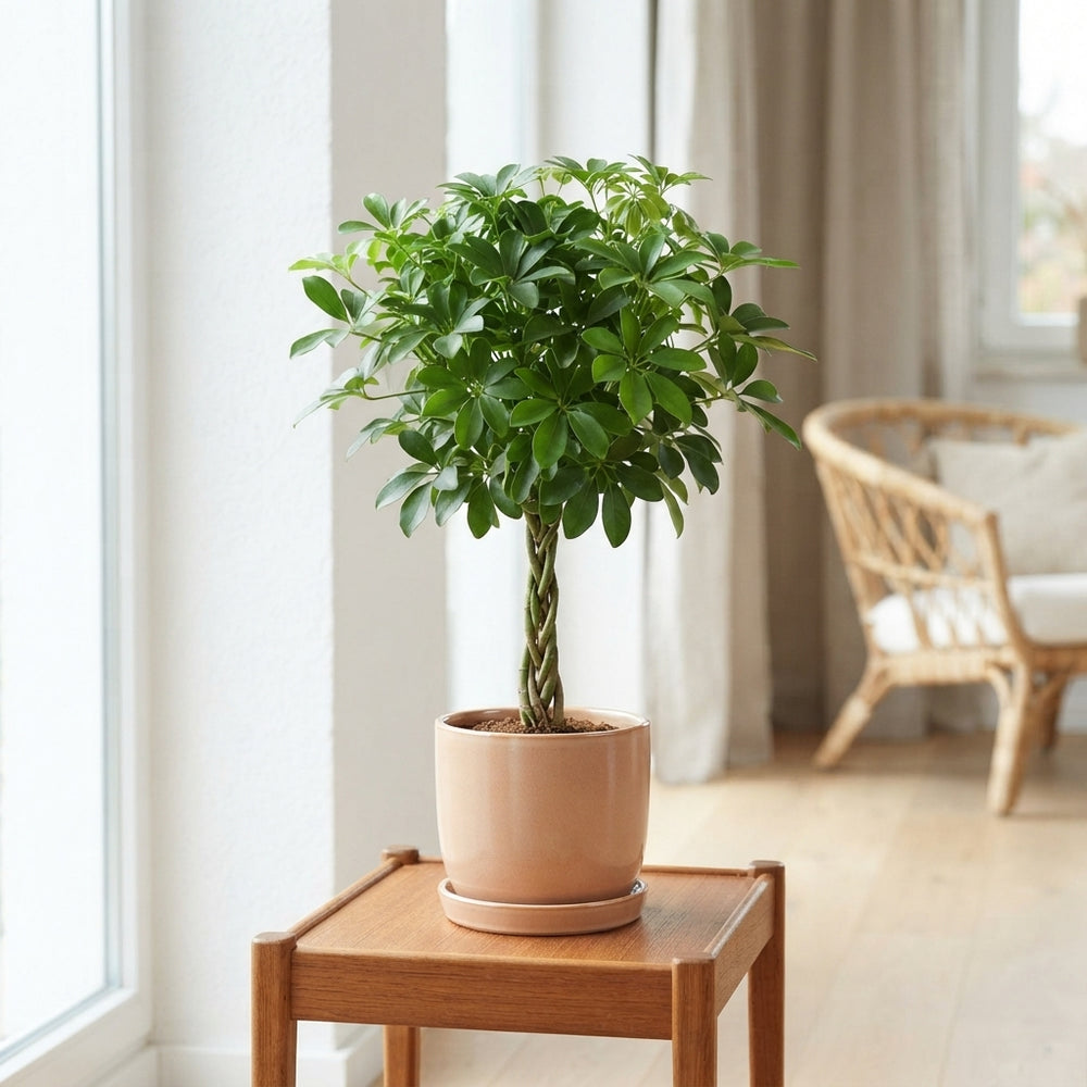 Dwarf Umbrella Tree (Schefflera arboricola) – 17cm Pot