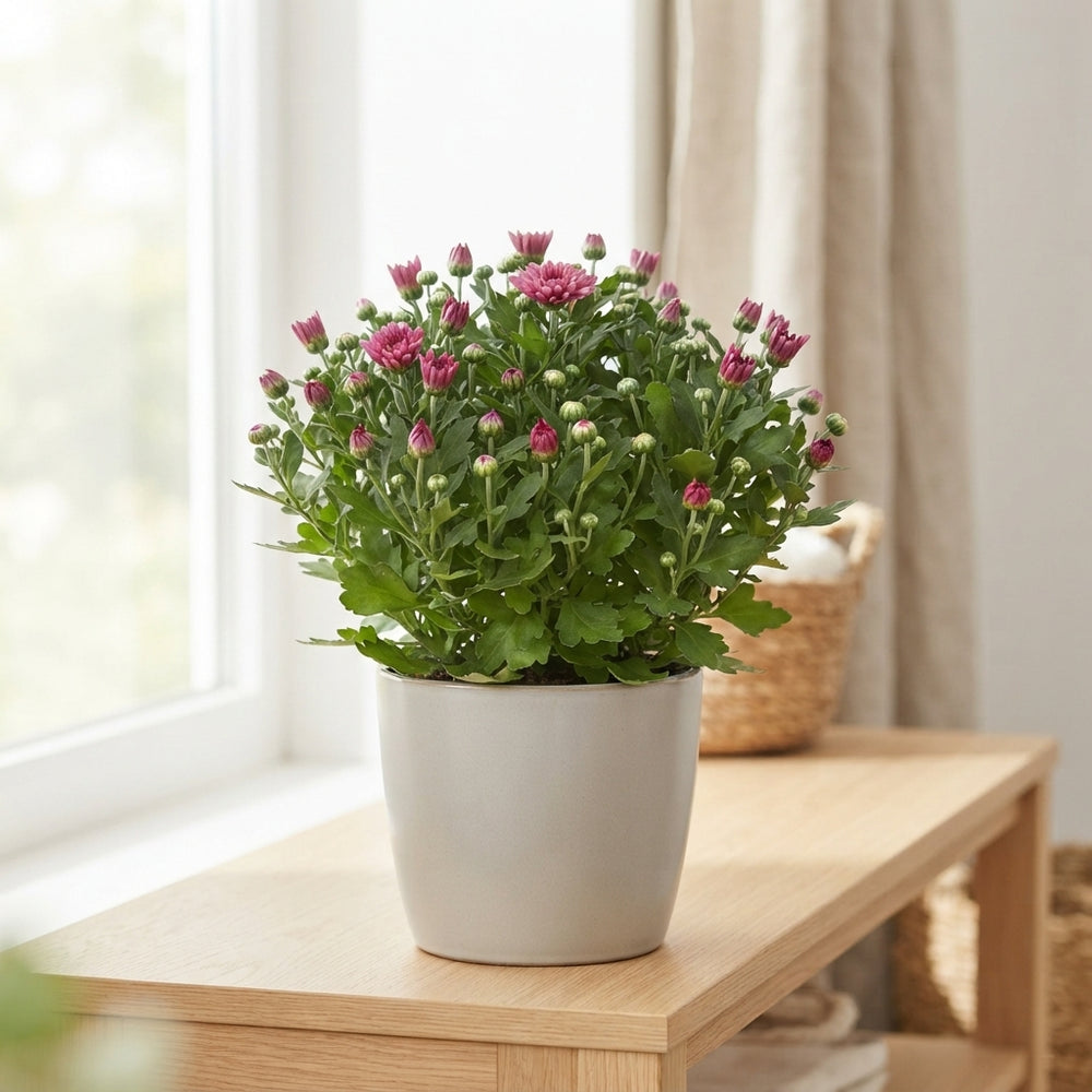 Mixed Chrysanthemum Houseplant (Chrysanthemum indicum) – 23cm Pot