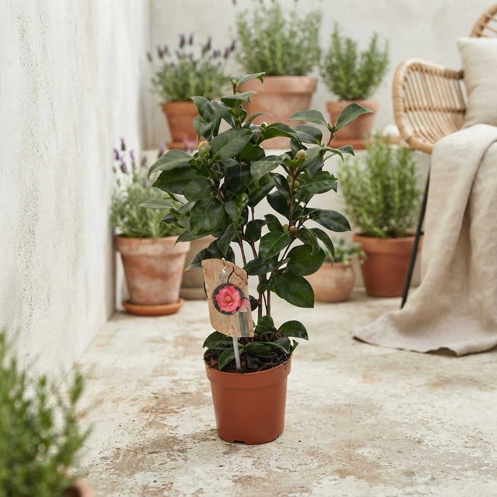 Camellia Mixed Colours – 13cm Pot, Approx. 35cm High
