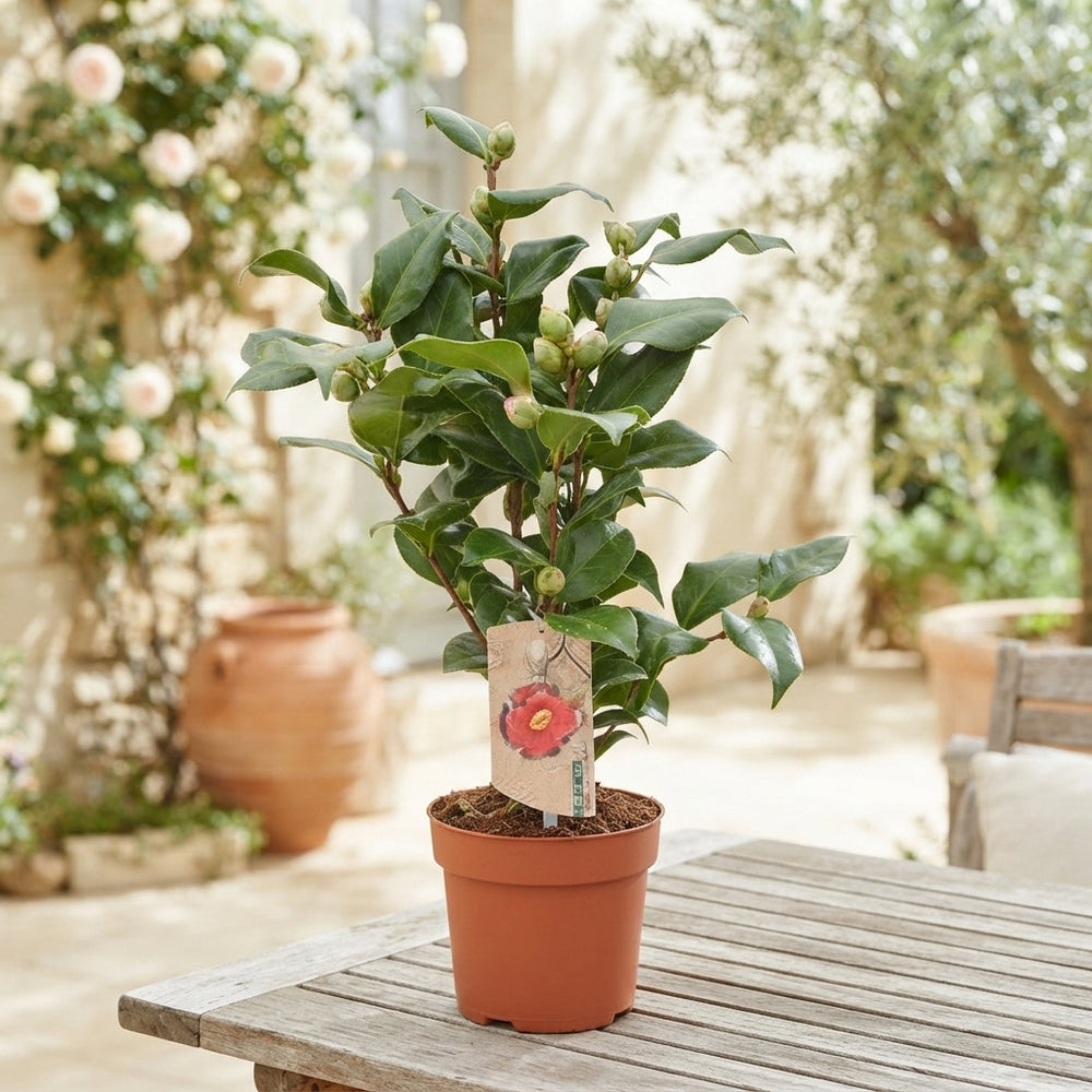 Camellia ‘Dr King’ – 13cm Pot, 40cm High