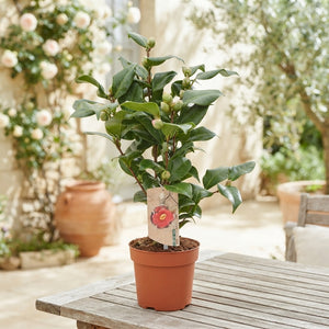 Camellia ‘Dr King’ – 13cm Pot, 40cm High
