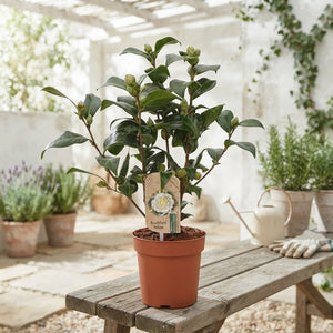 Camellia 'Brushfield Yellow' – 13cm Pot