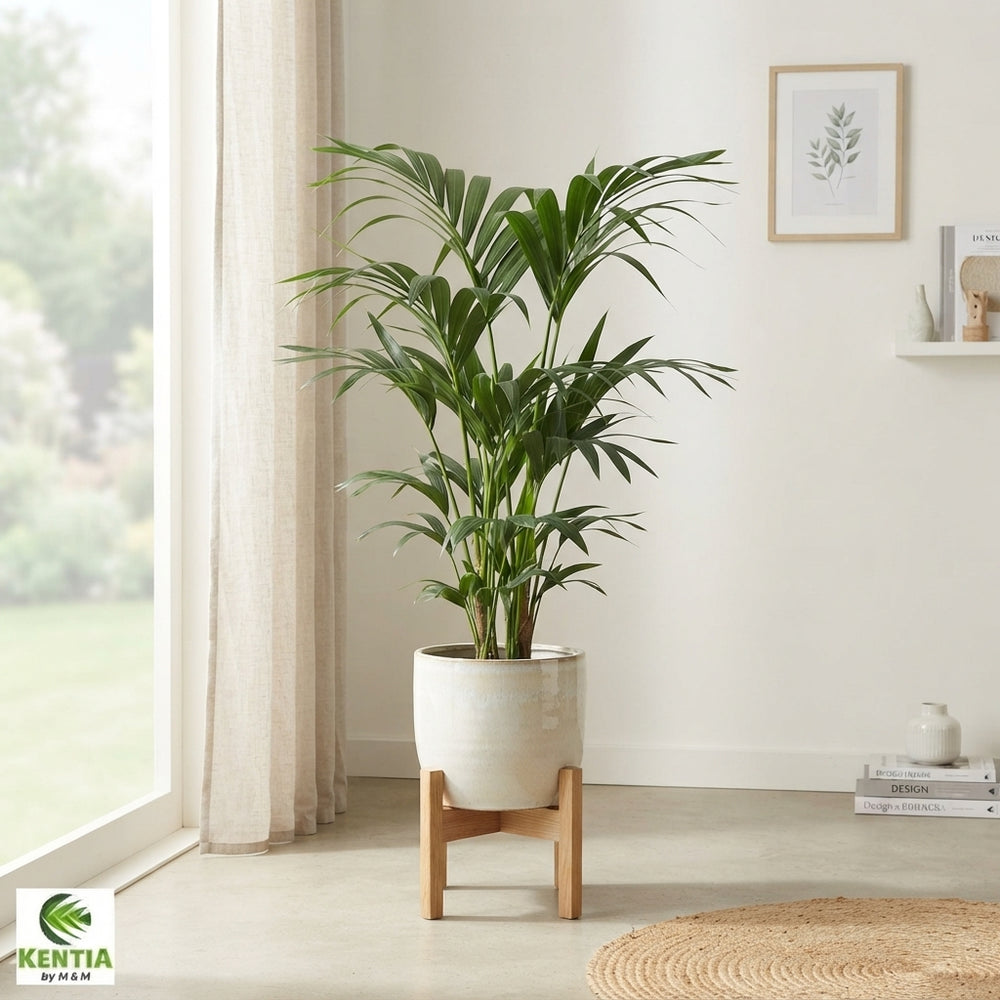 Kentia Palm (Howea forsteriana) – 17cm Pot