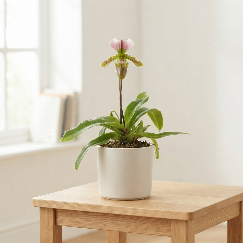 Pink Paphiopedilum Orchid ‘Milano’ – 9cm Pot