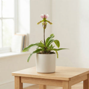 Pink Paphiopedilum Orchid ‘Milano’ – 9cm Pot