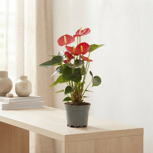 Red Anthurium (Anthurium andraeanum) – 14cm Pot