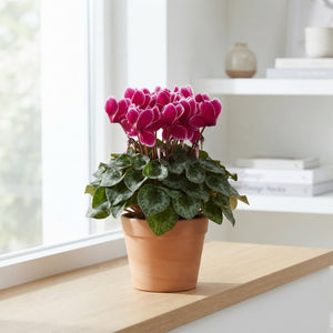 Small-Flowered Cyclamen persicum ‘Fuji’ – 10.5cm Pot