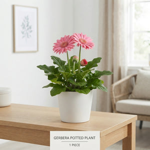 Mixed Gerbera Flowering Houseplant – 12cm Pot