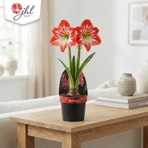 Mixed Hippeastrum Amaryllis – 14cm Pot
