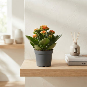 Orange Kalanchoe Blossfeldiana – 10.5cm Pot