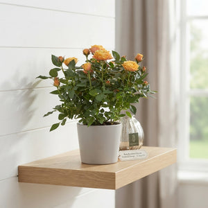 Orange Kordana Grande Rose ‘Firebird’ – 10.5cm Pot