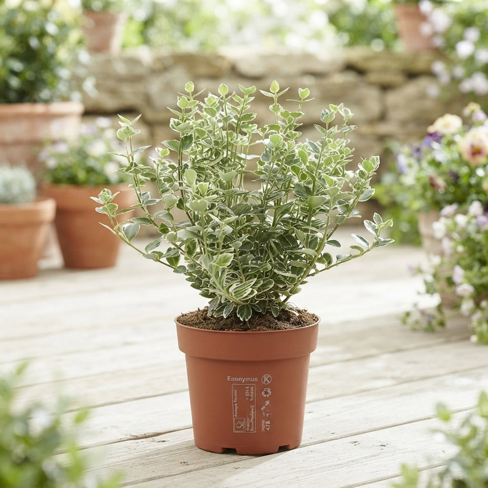 Euonymus ‘Emerald Gaiety’ – 13cm Pot