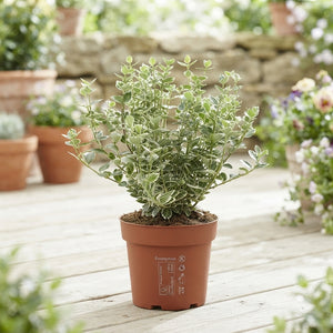 Euonymus ‘Emerald Gaiety’ – 13cm Pot