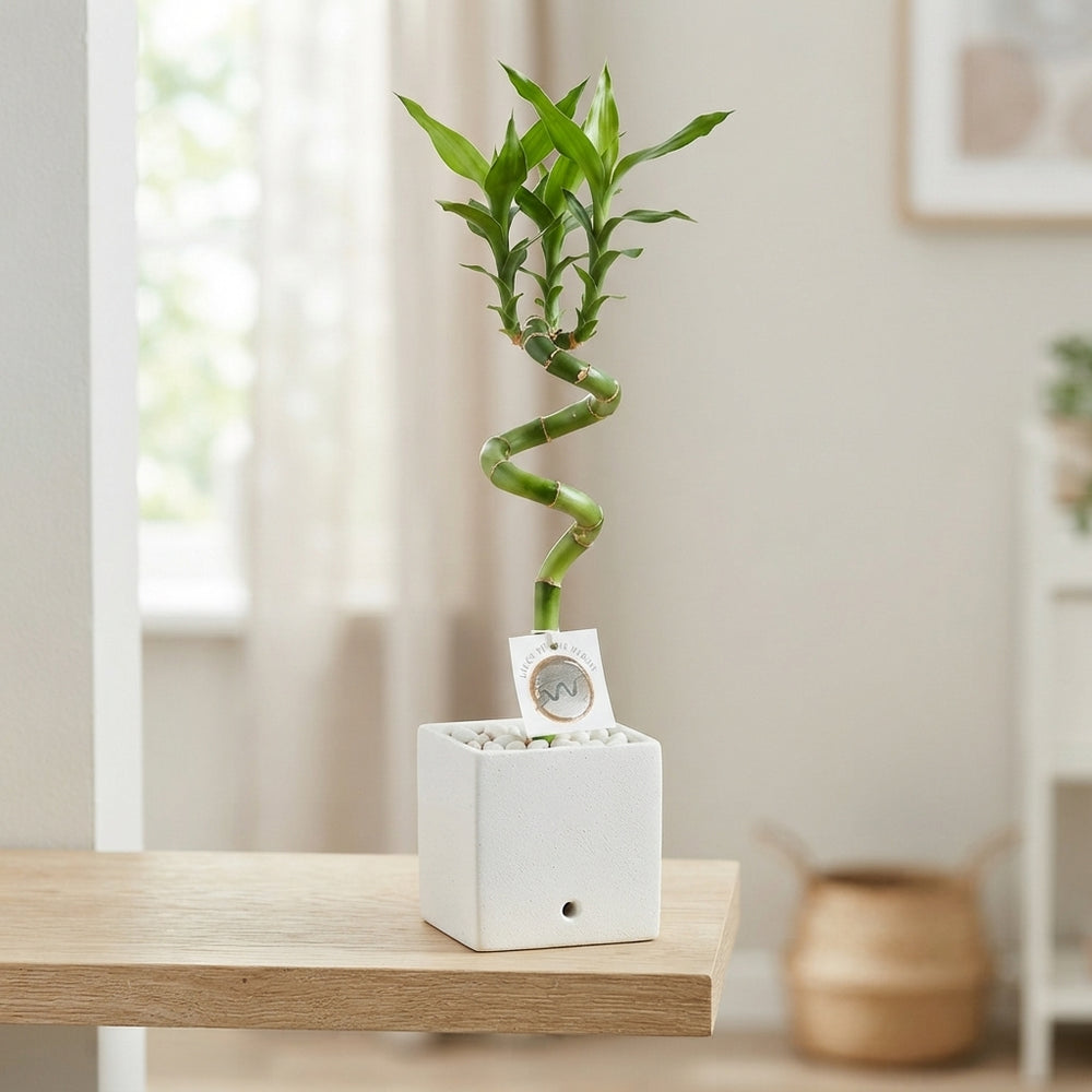 Lucky Bamboo Spiral (Dracaena sanderiana) – 5cm Pot