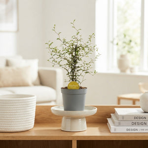 Little Baby Sophora – 12cm Pot, Approx. 35cm