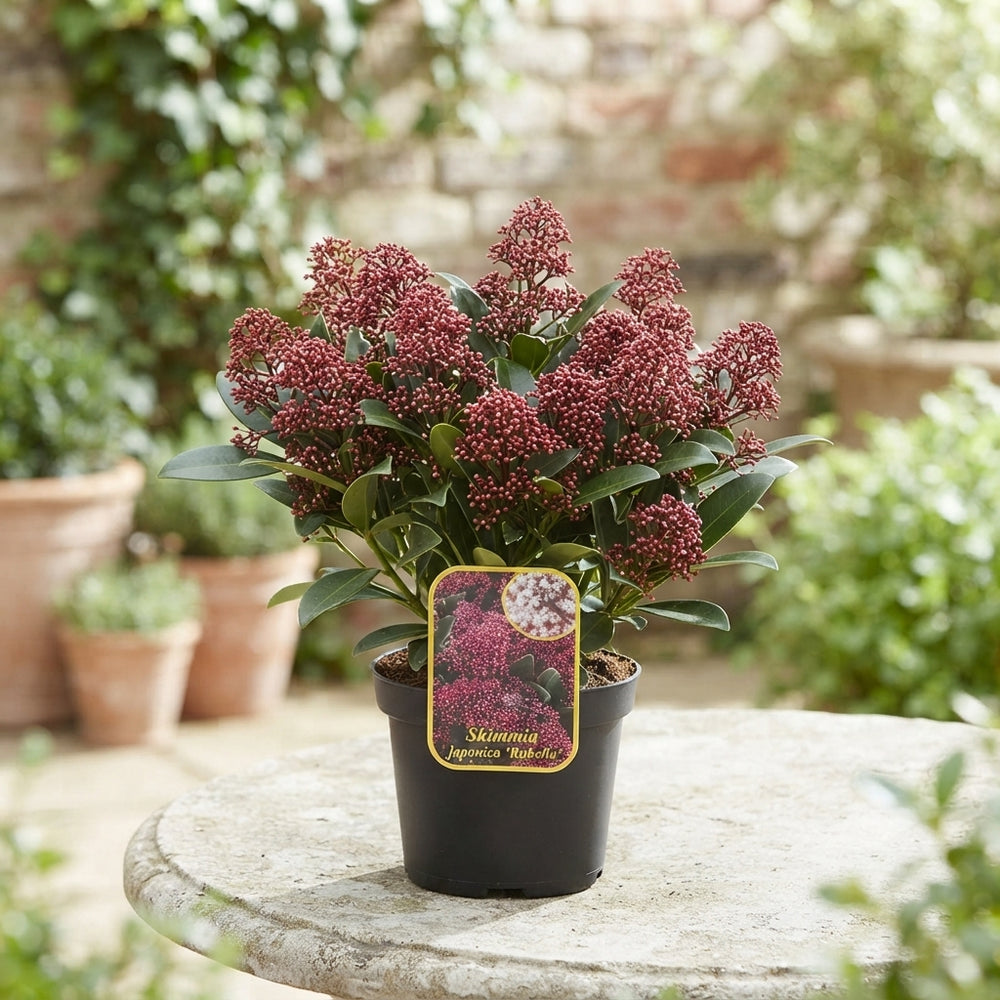 Skimmia japonica 'Rubella' – 17cm Pot