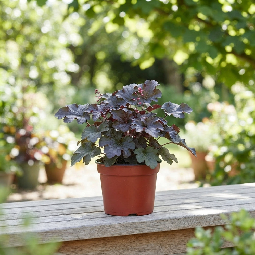 Heuchera 'Americana' – 13cm Pot