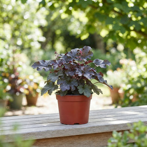 Heuchera 'Americana' – 13cm Pot