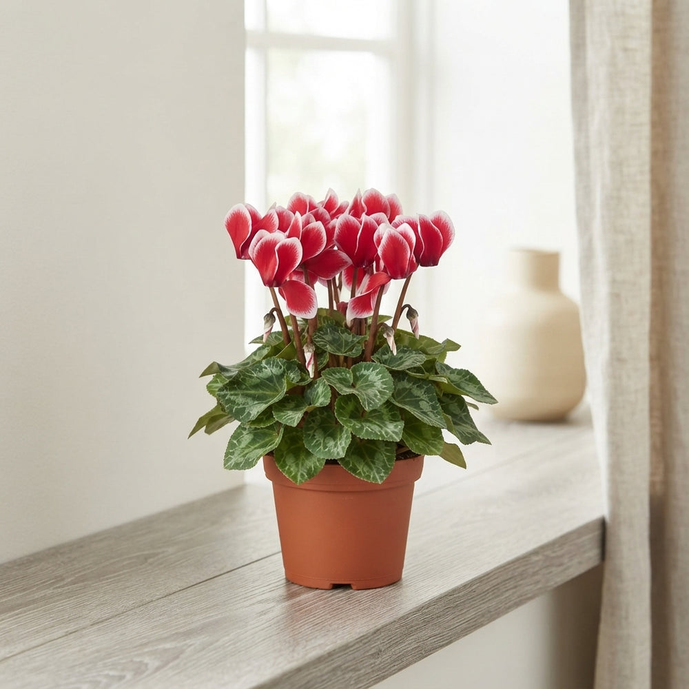 Small-Flowered Cyclamen persicum – 10.5cm Pot