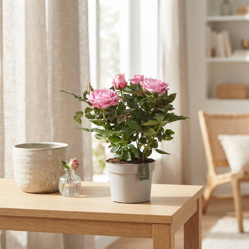 Pink Kordana Grande Adele Rose – 10.5cm Pot