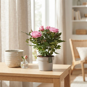 Pink Kordana Grande Adele Rose – 10.5cm Pot