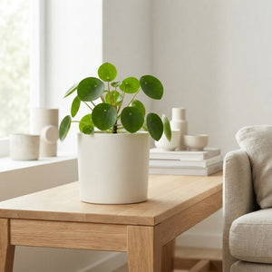 Cream Ceramic Cylinder Plant Pot – 14cm