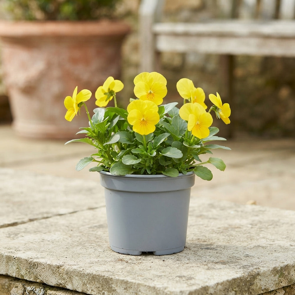 Mixed Viola (Viola cornuta Group) – 9cm Pot