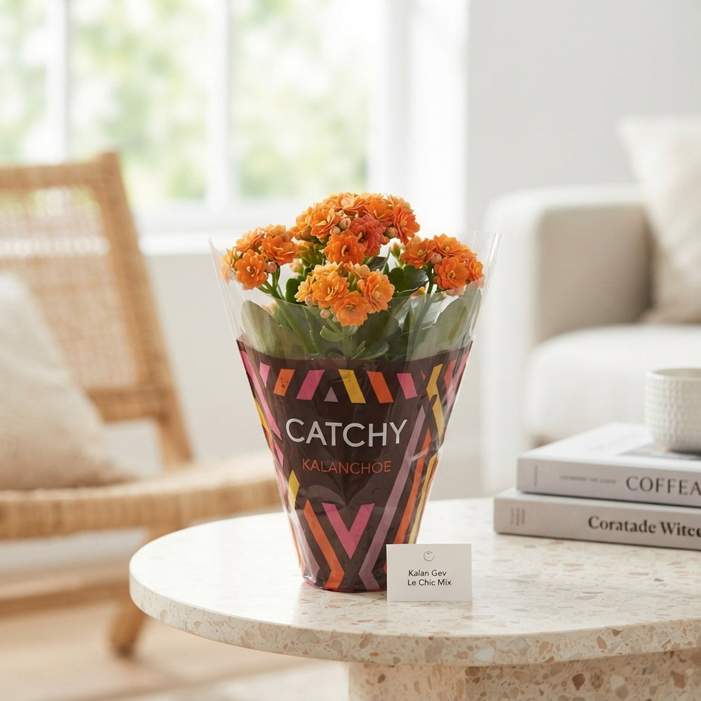 Mixed Kalanchoe Double – 10.5cm Pot