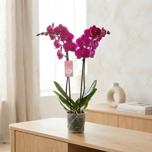 White Phalaenopsis Orchid – 2 Stem, 12cm Pot