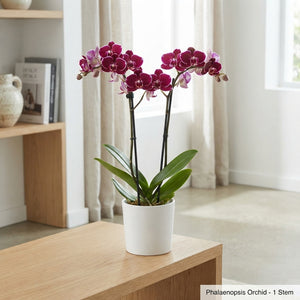 Mixed Phalaenopsis Orchid – 2 Stem, 12cm Pot