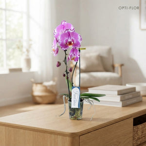 Purple Phalaenopsis Orchid – 9cm Pot, 50cm High