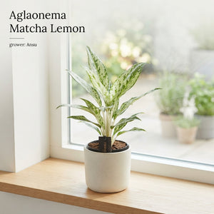 Aglaonema ‘Matcha Lemon’ – 12cm Pot, 40cm High