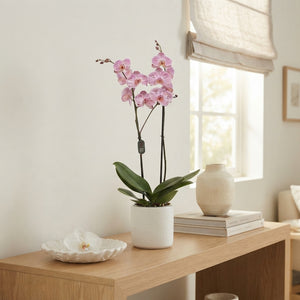 Pink Phalaenopsis Orchid ‘Cassie’ – 12cm Pot