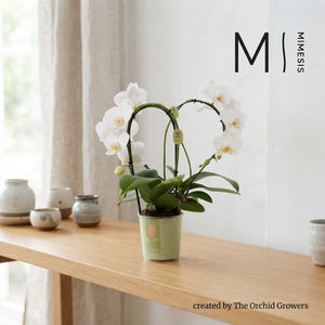 White Phalaenopsis Orchid – 9cm Pot, 35cm Height