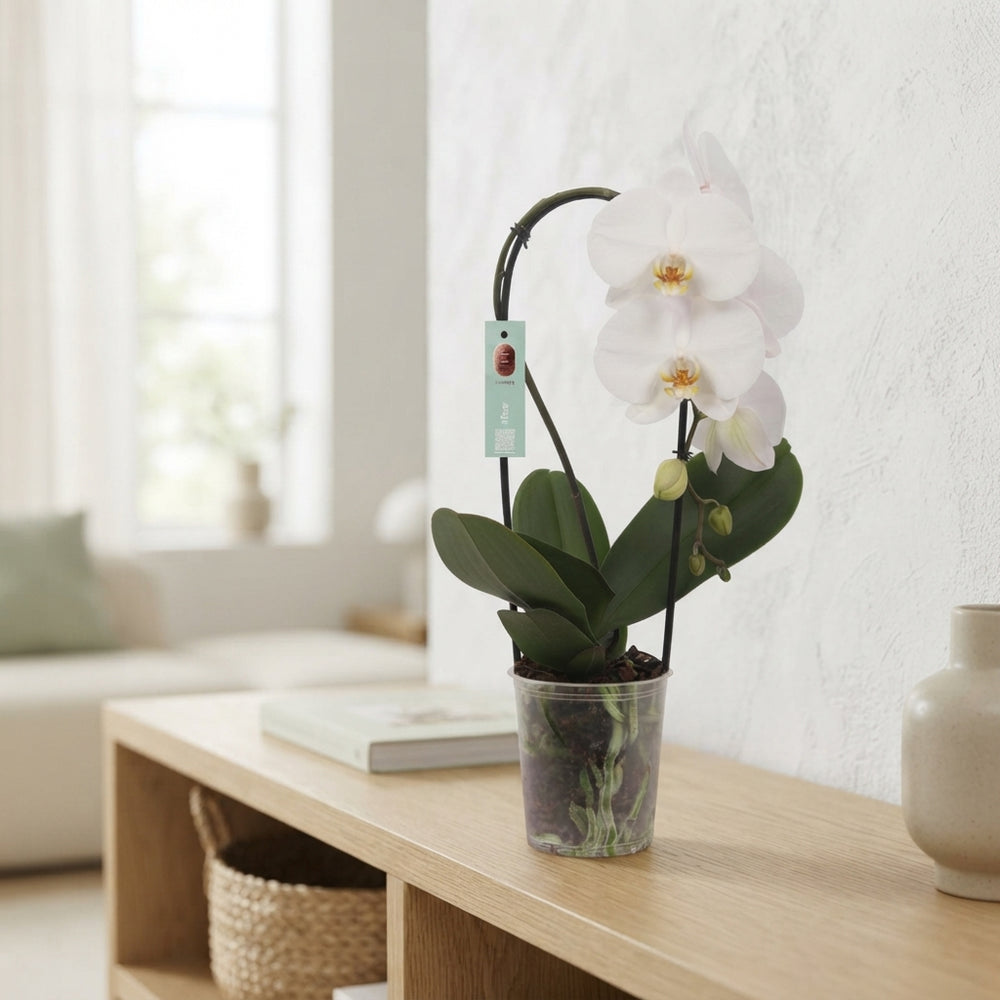 White Phalaenopsis Orchid – 12cm Pot, 45cm High