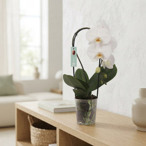 White Phalaenopsis Orchid – 12cm Pot, 45cm High