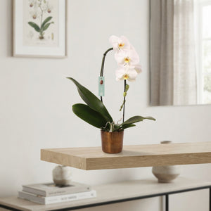 White Phalaenopsis Orchid – 12cm Pot, 60cm Tall