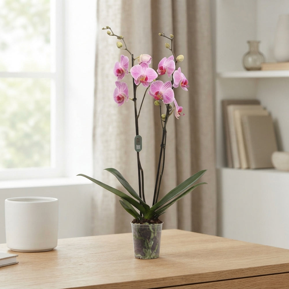 White Phalaenopsis Orchid – 2 Stem, 12cm Pot