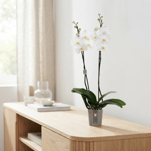 White Phalaenopsis Orchid – 3 Stem, 12cm Pot