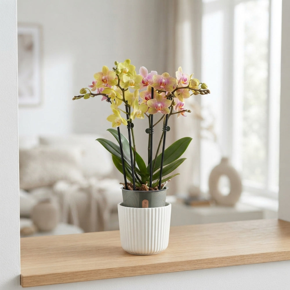 Mixed Phalaenopsis Orchid – 12cm Pot, 40cm High