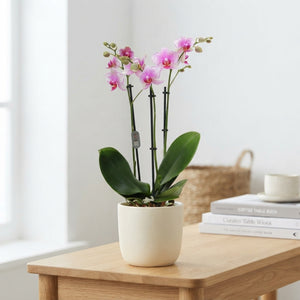 Pink Phalaenopsis Orchid – 3 Stem, 12cm Pot