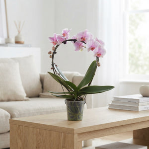 Mixed Phalaenopsis Orchid – 2 Stem, 12cm Pot