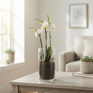 Mixed Phalaenopsis Orchid Arrangement – 12cm Glass Vase