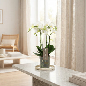 White Phalaenopsis Orchid 'Amabilis Starrion' – 12cm Pot