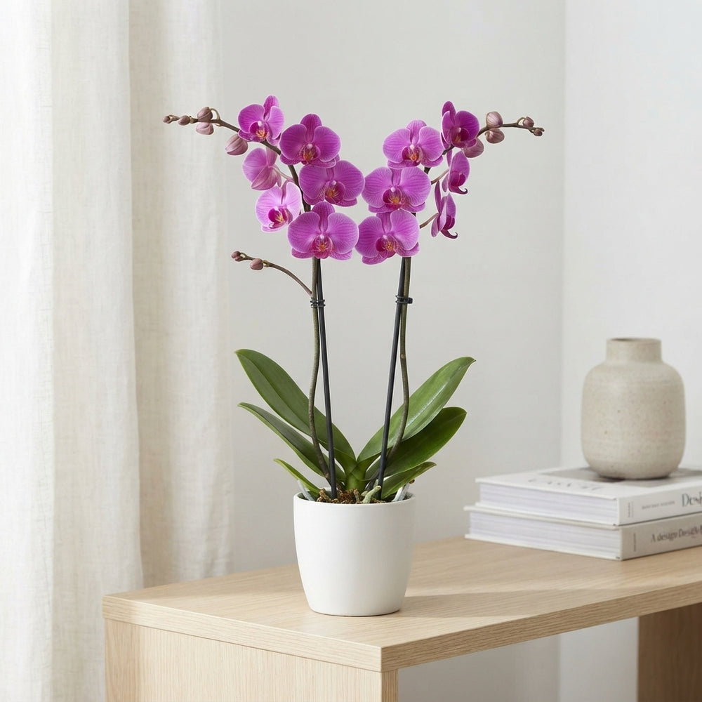 Mixed Phalaenopsis Orchid – 2 Stem, 12cm Pot
