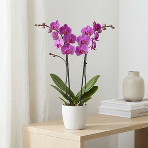 Mixed Phalaenopsis Orchid – 2 Stem, 12cm Pot