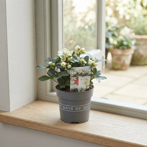 Hellebore ‘Mont Blanc’ – 13cm Pot