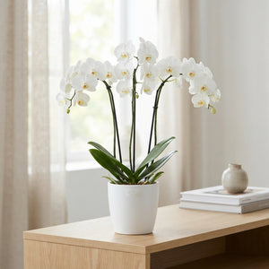 White Phalaenopsis Orchid – 12cm Pot, 55cm Tall